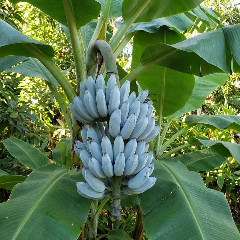 Blue Java Banana (Ice Cream Banana) Fruit Seeds for Planting – Heirloom Non-GMO Organic Garden Seeds