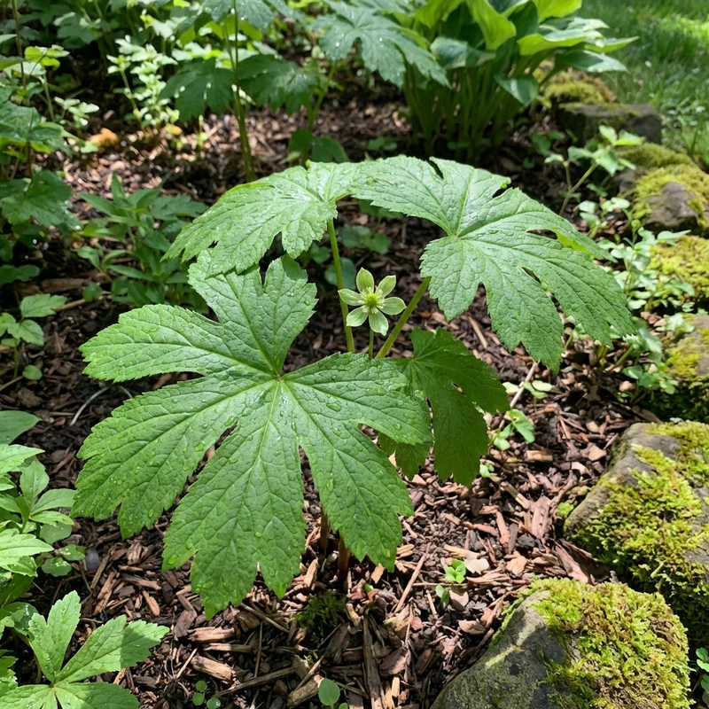 Goldenseal Root Herb Seeds (Hydrastis canadensis) for Planting – Heirloom, Non-GMO Medicinal Herb for Shaded Gardens