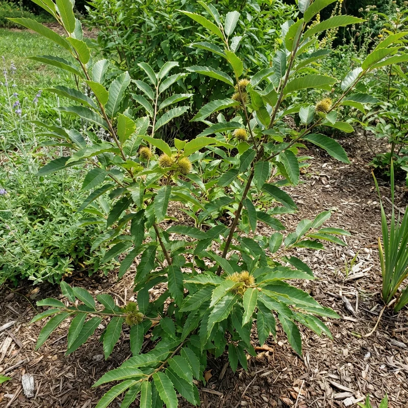 Chinquapin Chestnut Tree Seeds for Planting – Heirloom Non-GMO, High Germination Organic Garden Seeds