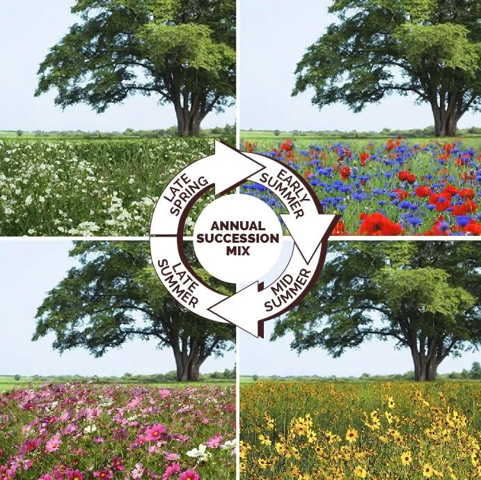 Mélange d’annuelles ‘Endless Summer’, semences ( Espèces variées )