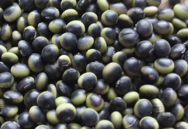 Soja ‘Gaia’, semences bio ( Glycine max )