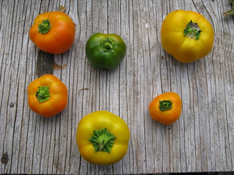 Poivron doux ‘Tangerine Pimento Gem’, semences bio ( Capsicum annuum )
