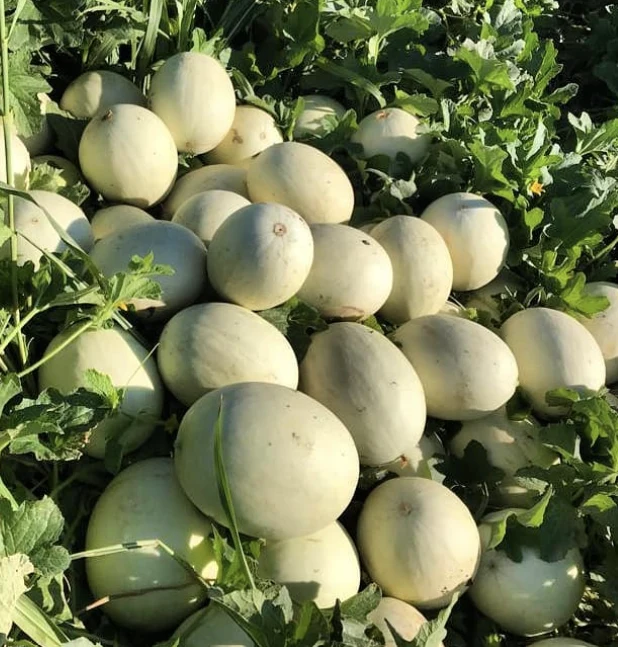 Cantaloup ‘Valencia Early’, semences ( Cucumis melo )