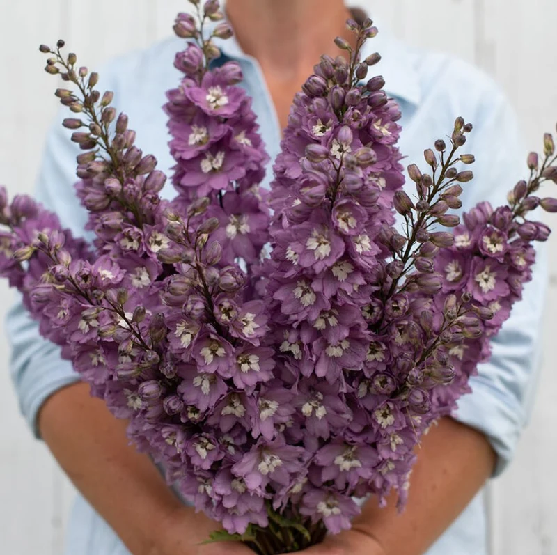 Delphinium ‘Magic Fountains Lilac Pink White Bee’, semences ( Delphinium elatum )