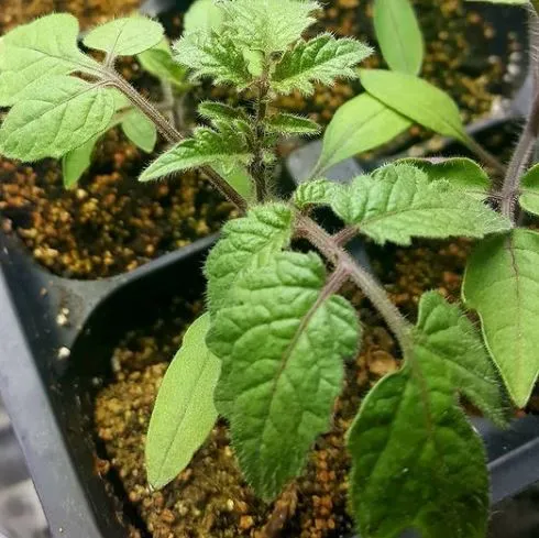 Porte-greffe de tomate ‘Estamino F1’, semences bio ( Solanum lycopersicum )