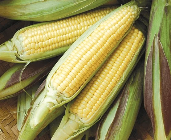 Maïs sucré ‘Fisher’s Earliest’, semences bio ( Zea mays )