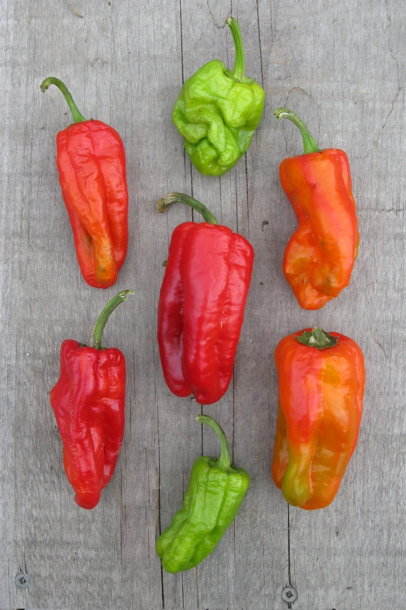 Piment ‘Dolmalik Biber’, semences bio ( Capsicum annuum )