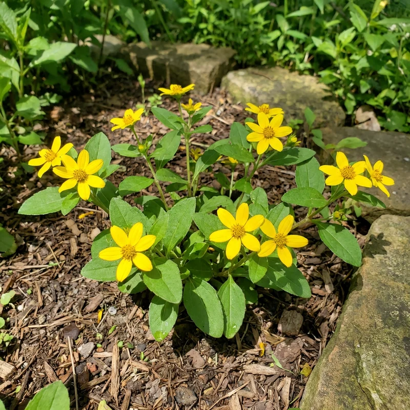 Chrysogonum Virginianum Plant Seeds – Perennial Flowering Ground Cover