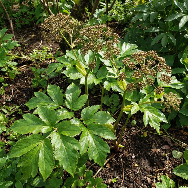 Ashitaba Green Leaf Seeds for Gardening and Kitchen Garden