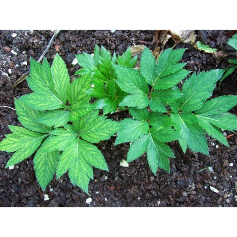 Ashitaba Vegetable Seeds for Planting Angelica Keiskei Green Leaf Seeds