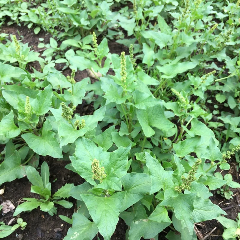 Good King Henry Vegetable Seeds (Blitum bonus-henricus) – Heirloom Perennial Edible Greens