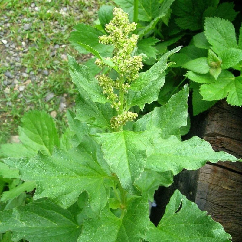 Good King Henry Vegetable Seeds (Blitum bonus-henricus) – Heirloom Perennial Edible Greens
