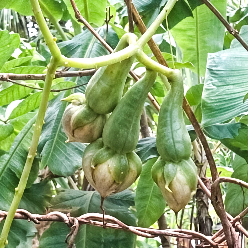 Alanga Vegetable Seeds – Traditional Asian Climbing Bean for Home Gardens