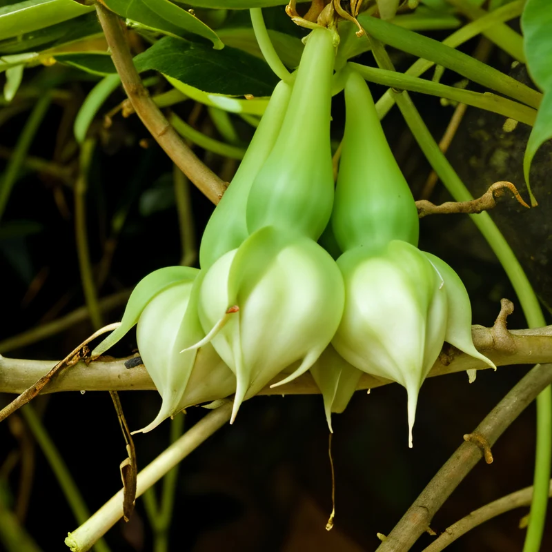 Alanga Vegetable Seeds – Traditional Asian Climbing Bean for Home Gardens