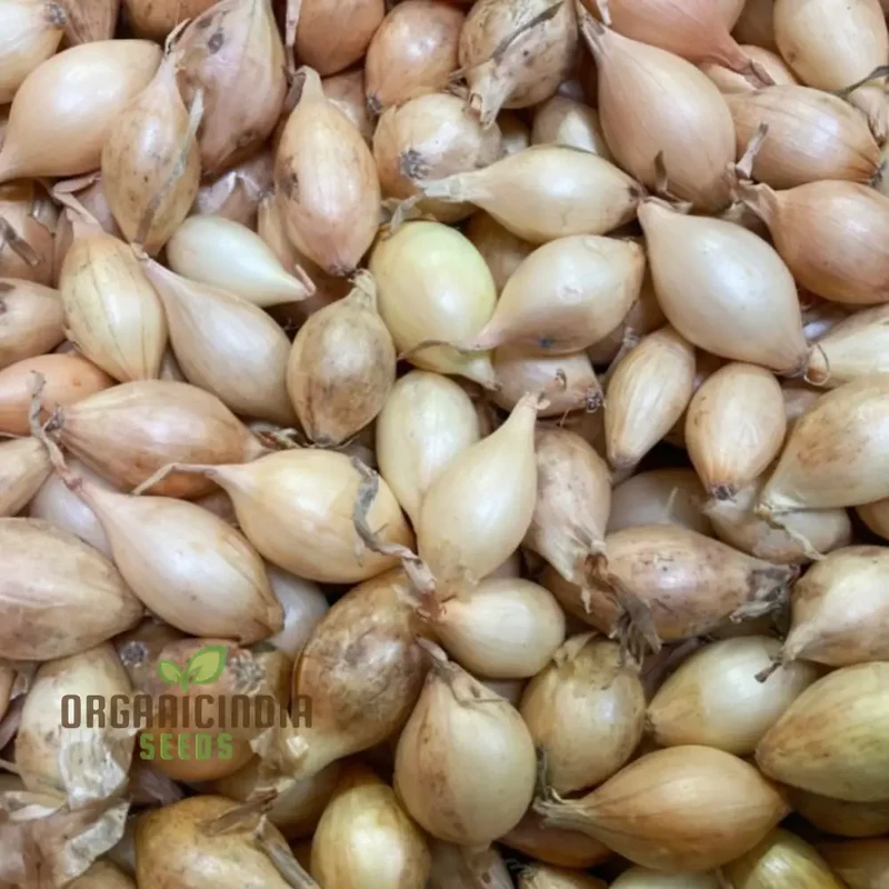 Onion Sets Senshyu Bulbs for Planting,Japanese Type Bubls for Superior Gardening and Abundant Yields