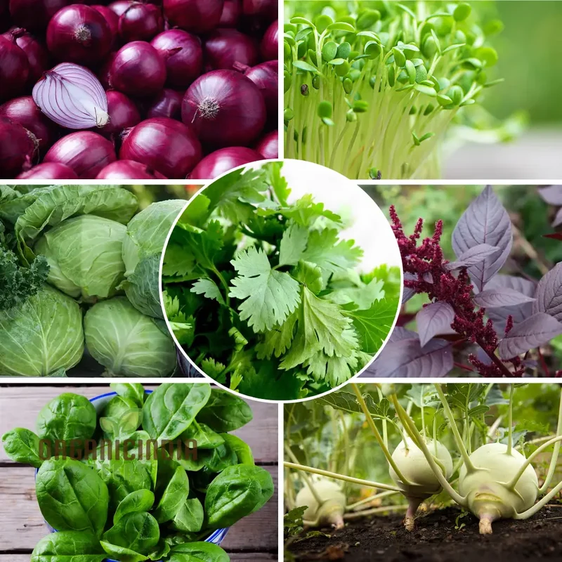 Microgreen Seed Collection from OrganicIndiaSeeds