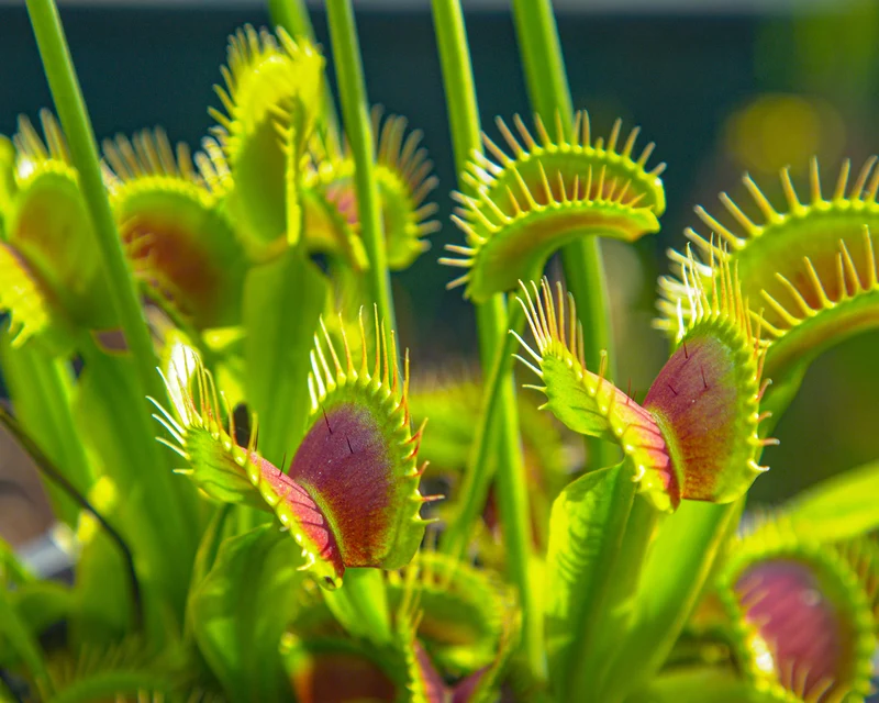 Green Venus Flytrap – Live Carnivorous Plant for Insect Control & Home Décor