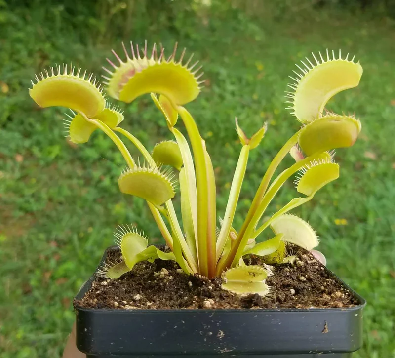 Green Venus Flytrap – Live Carnivorous Plant for Insect Control & Home Décor