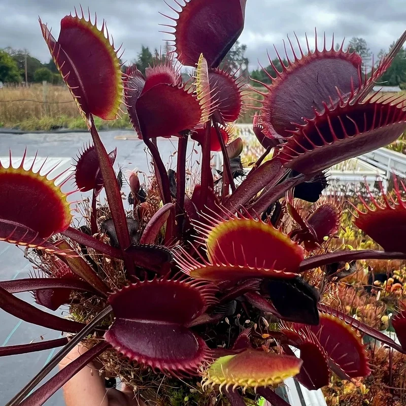 Red Venus Flytrap Seeds – Rare Dionaea Muscipula Red Variety for Home & Garden