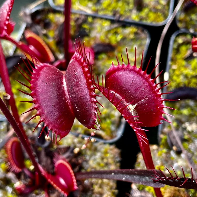 Red Venus Flytrap Seeds – Rare Dionaea Muscipula Red Variety for Home & Garden