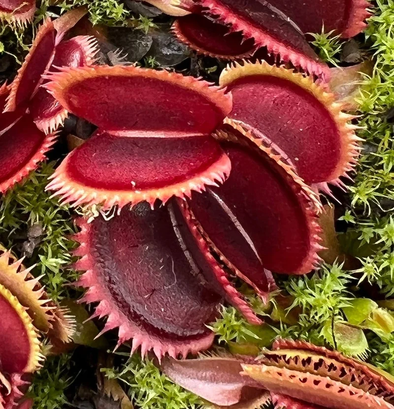 Red Venus Flytrap Seeds – Rare Dionaea Muscipula Red Variety for Home & Garden