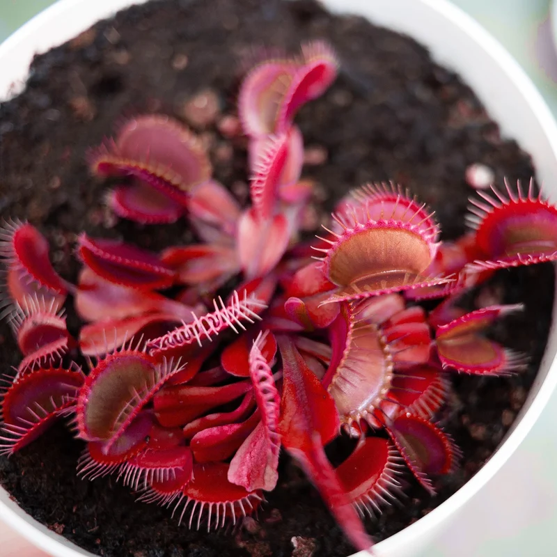 Red Venus Flytrap Seeds – Rare Dionaea Muscipula Red Variety for Home & Garden