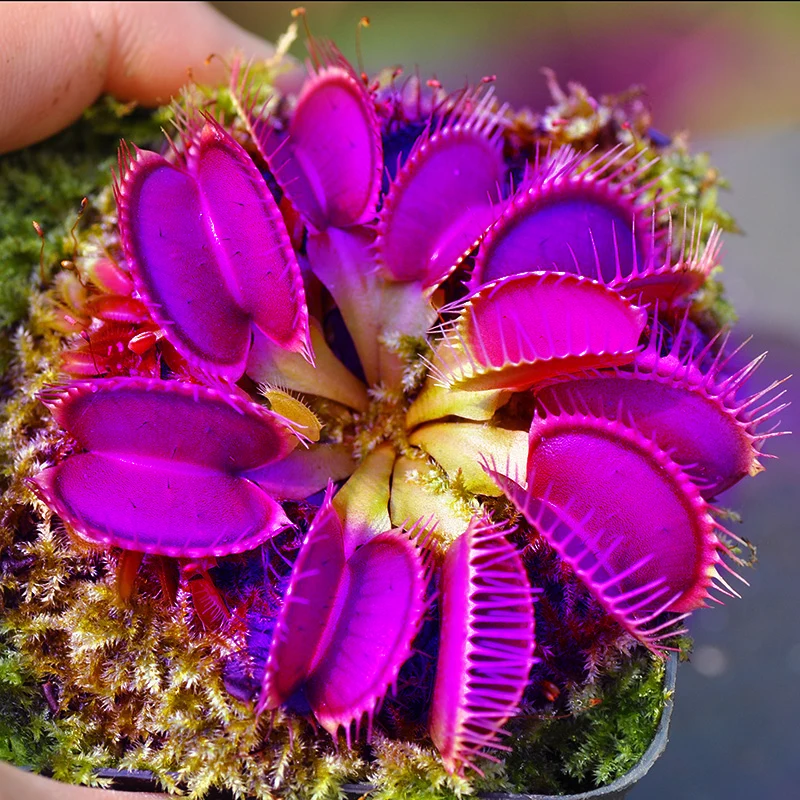 Purple Venus Flytrap Dionaea Muscipula – Exotic Carnivorous Plant with Purple Traps