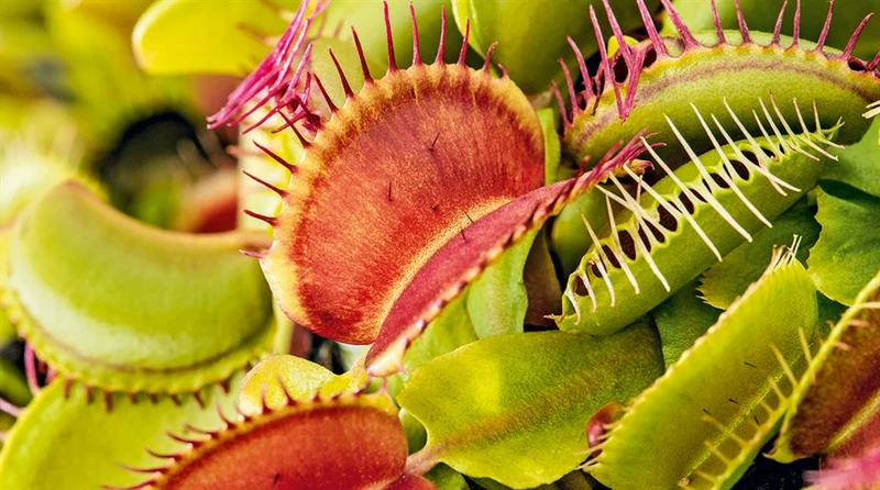 Green with Red Venus Flytrap Live Plant – Exotic Carnivorous Houseplant Variety