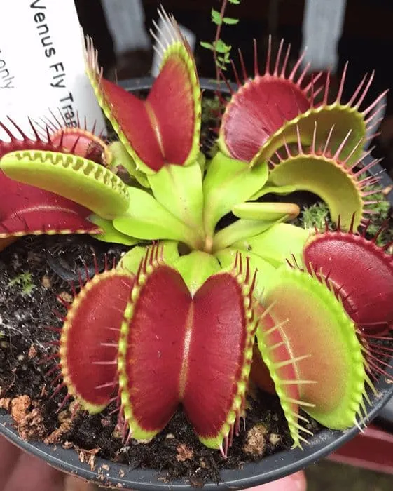 Green with Red Venus Flytrap Live Plant – Exotic Carnivorous Houseplant Variety