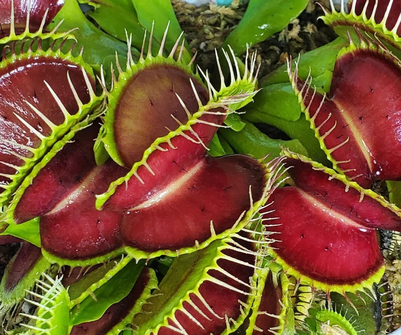 Green with Red Venus Flytrap Live Plant – Exotic Carnivorous Houseplant Variety