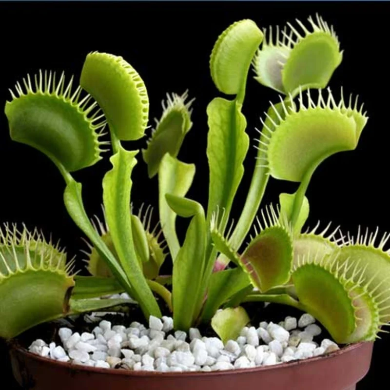 Venus Flytrap Seeds – Carnivorous Indoor Outdoor Plants, Full Sun Variety