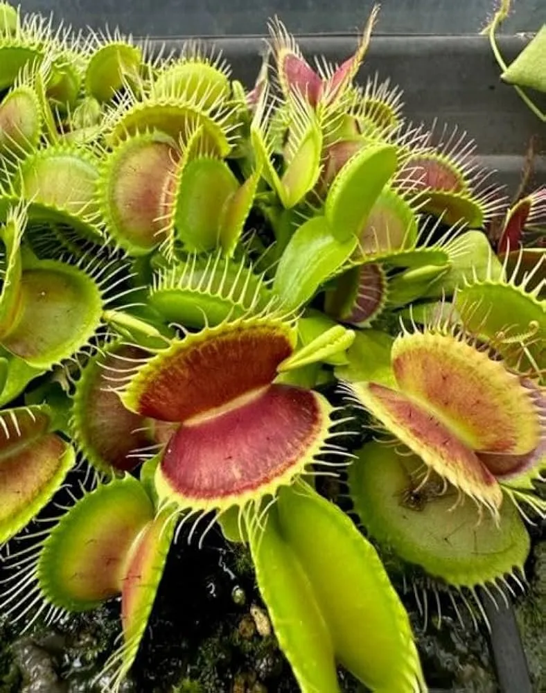 Venus Flytrap Seeds – Carnivorous Indoor Outdoor Plants, Full Sun Variety