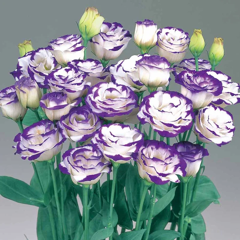 Lisianthus Rosita 2 Blue Picotee Seeds, Elegant White Blooms with Blue Edges for Stunning Gardens & Bouquets