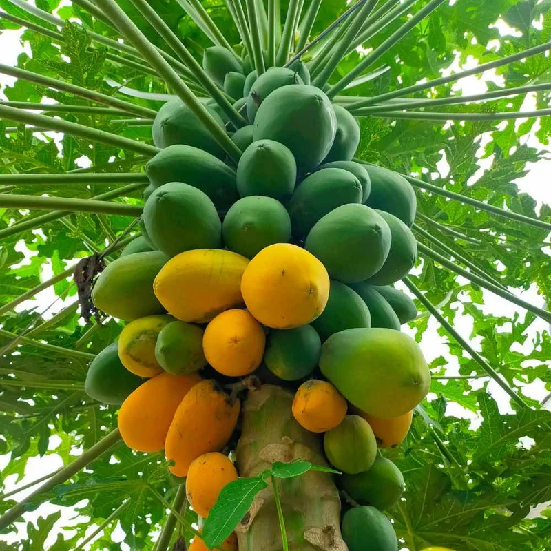Red Lady Papaya Seeds for Planting – High-Yield, Sweet Tropical Fruit