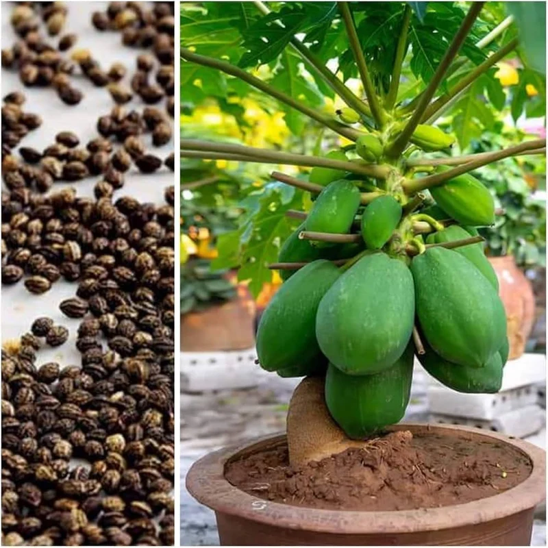 Red Lady Papaya Seeds for Planting – High-Yield, Sweet Tropical Fruit