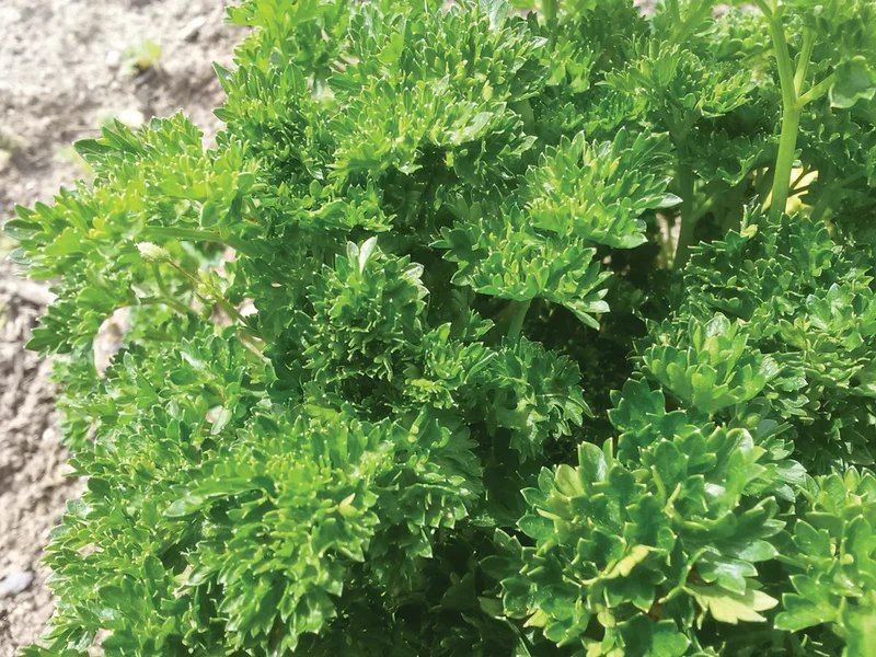 Triple Curled Parsley Seeds – Heirloom, Non-GMO Culinary Herb for Home & Garden