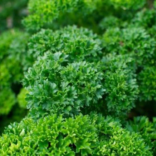 Triple Curled Parsley Seeds – Heirloom, Non-GMO Culinary Herb for Home & Garden