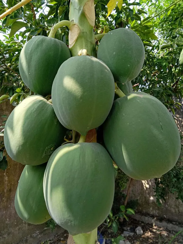 Pusa Nanha Papaya Seeds for Planting – Dwarf, High-Yield Variety