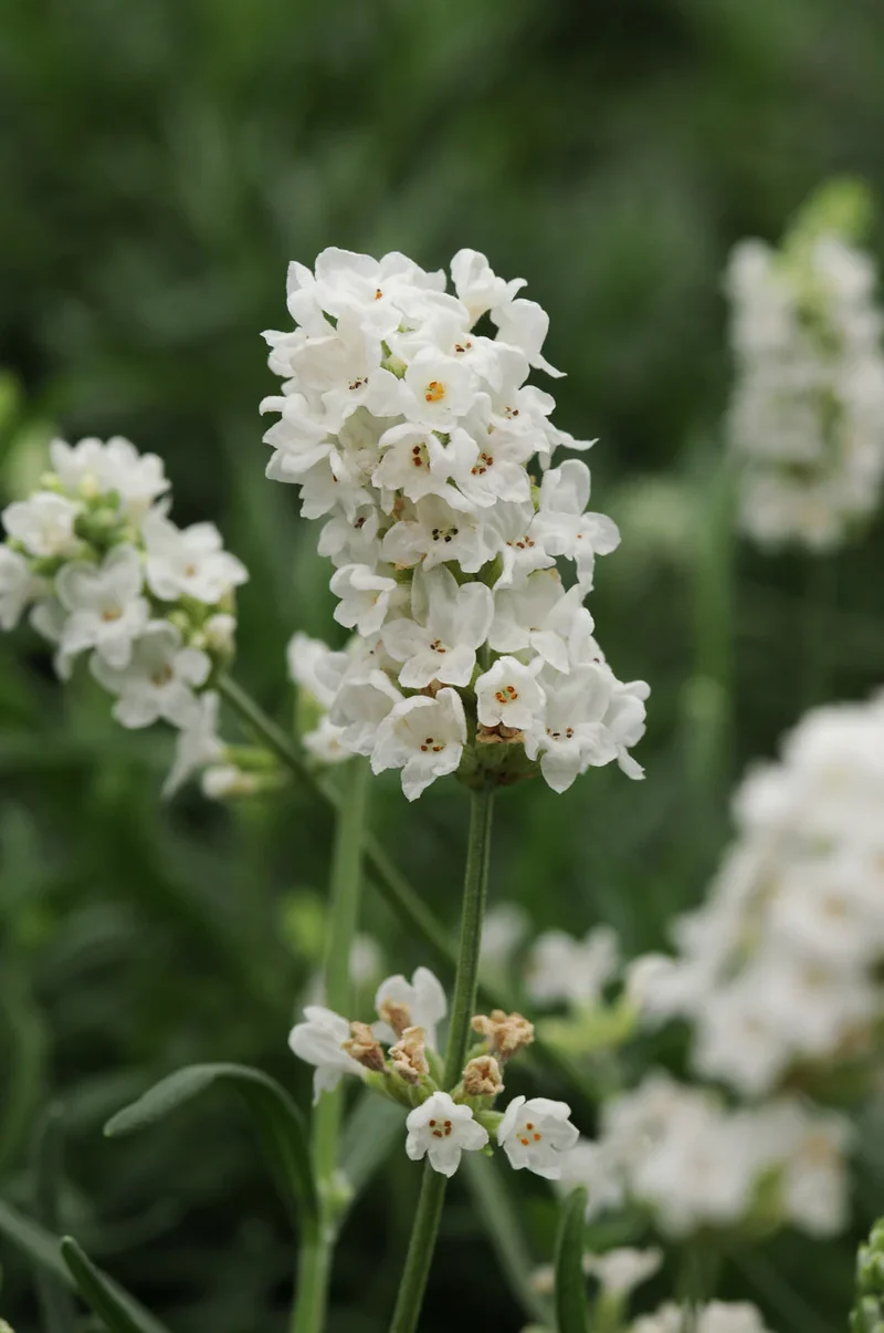 Pure White Lavender Seeds – Elegant Fragrant Blooms for Gardens & Landscaping