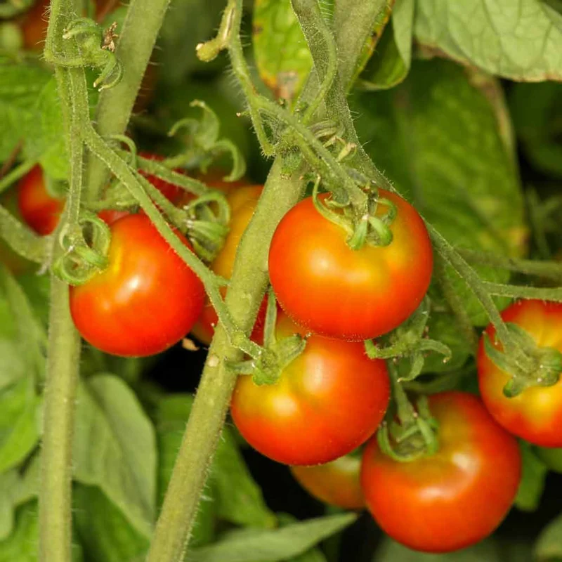 Cold Climates Tomato Seeds – Hardy & Flavorful Varieties for Shorter Growing Seasons