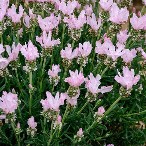 Blush Pink Lavender Seeds – Soft Pastel Blooms for Fragrant Gardens & Bouquets