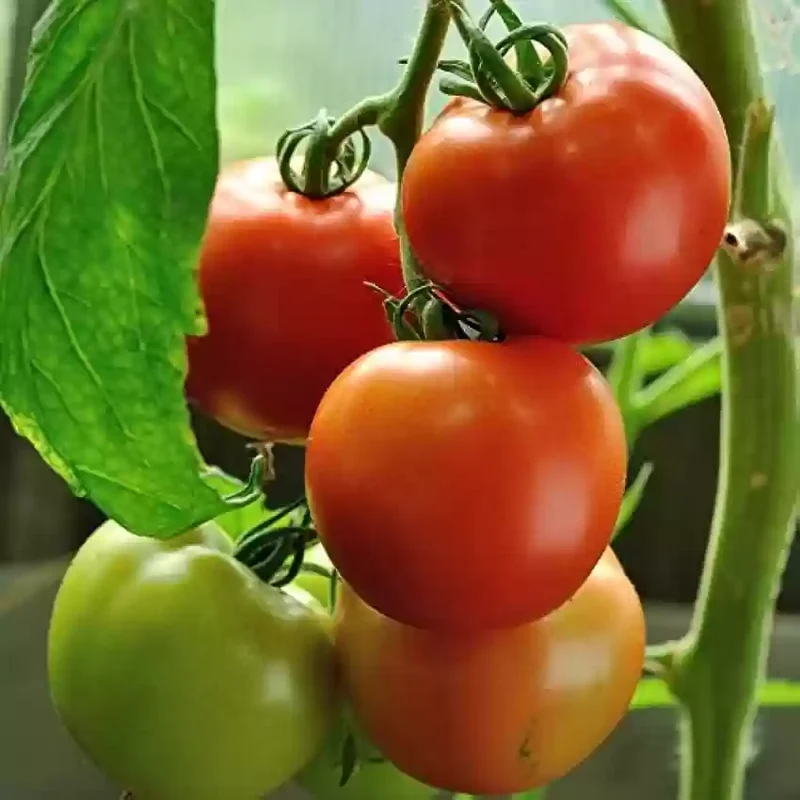 Premium Hybrids Tomato Seeds - High Yield, Delicious Varieties for Your Garden