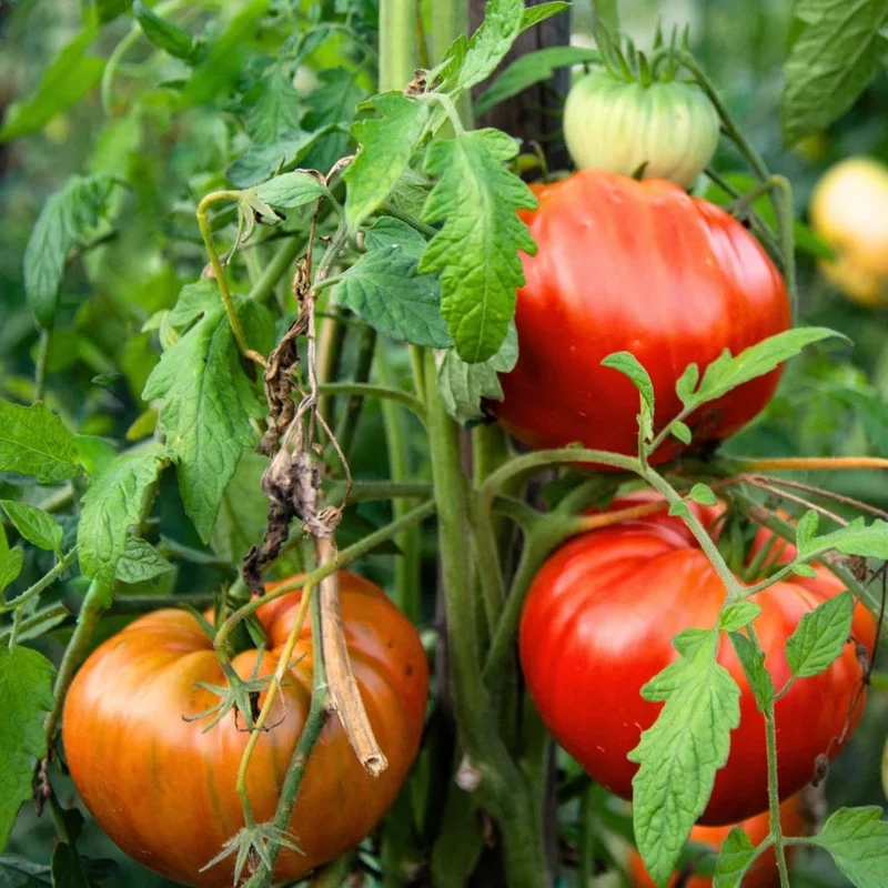 Heirloom Tomato Seeds – Premium Quality, Non-GMO, Organic Variety for Home Gardens