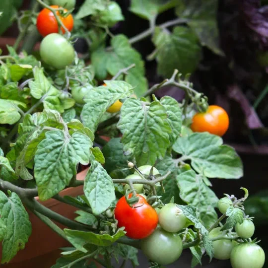 Heirloom Tomato Seeds – Premium Quality, Non-GMO, Organic Variety for Home Gardens