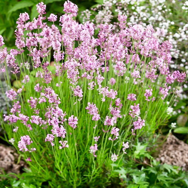 Rose Pink Lavender Seeds – Elegant Fragrant Blooms for Gardens & Bouquets