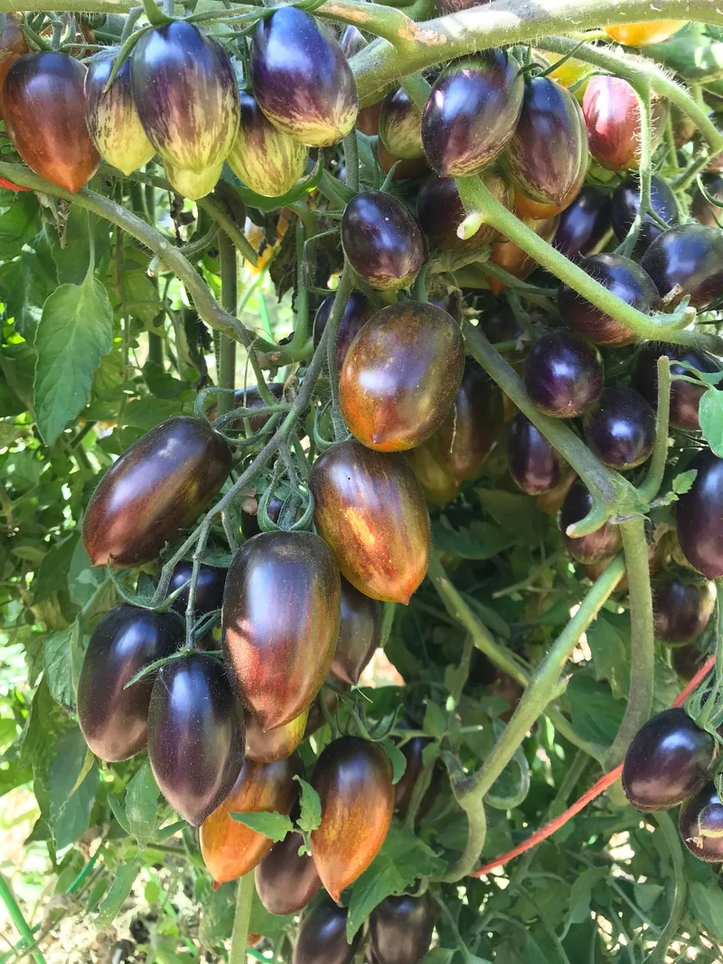 Brad’s Atomic Grape Tomato Seeds – Heirloom, Colorful, Sweet & Juicy