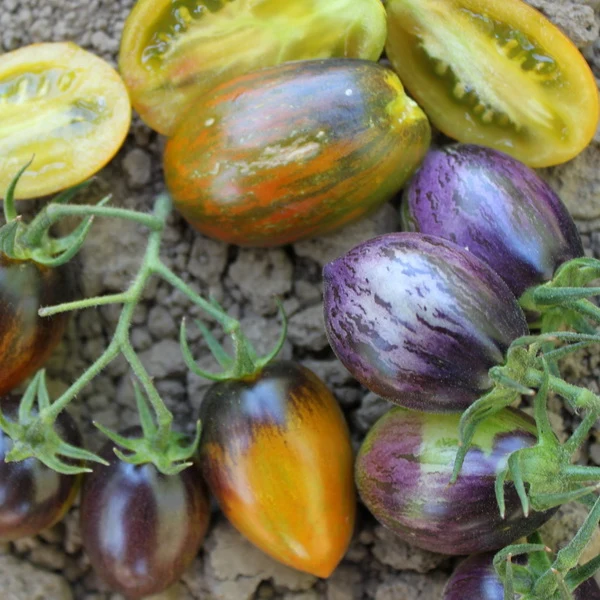 Brad’s Atomic Grape Tomato Seeds – Heirloom, Colorful, Sweet & Juicy