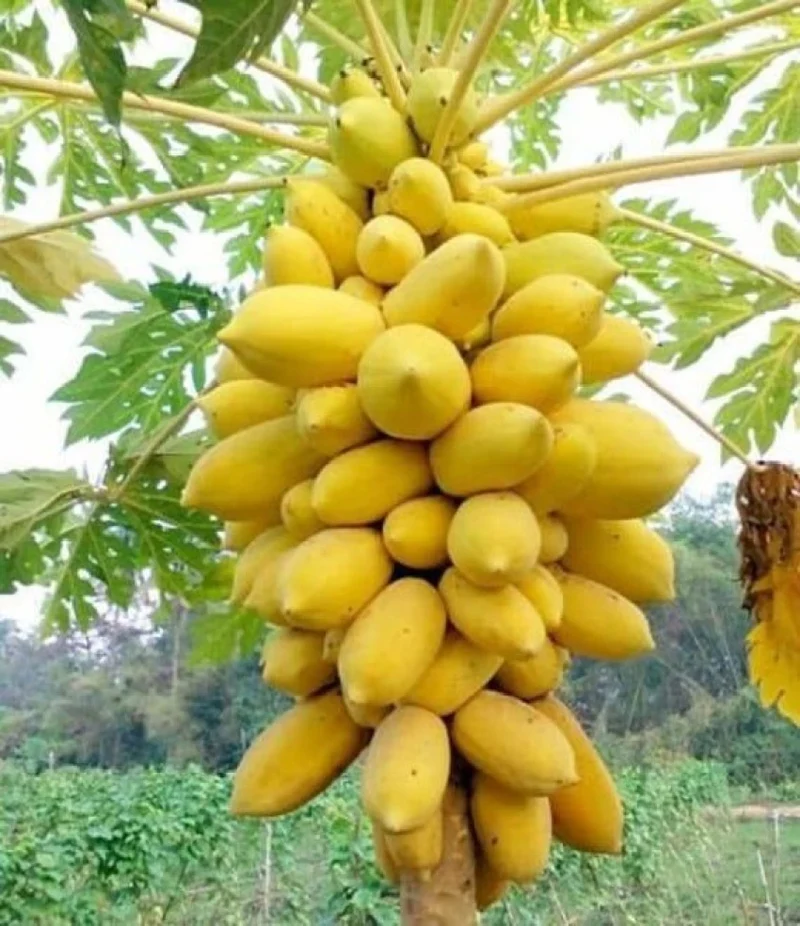 Yellow Papaya Seeds for Planting – Sweet & Tropical Fruit Variety