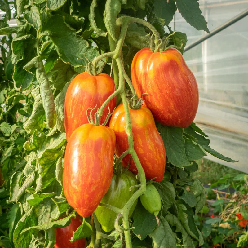 Striped Roman Tomato Seeds – Heirloom, Rich Flavor & Unique Stripes