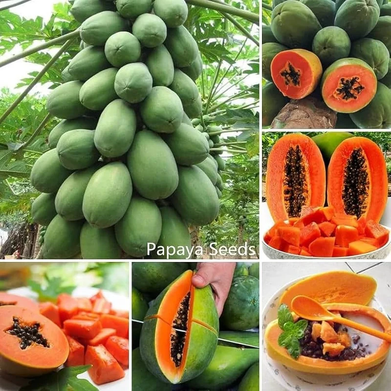 Caribbean Red Papaya Seeds for Planting – Sweet & Juicy Tropical Fruit